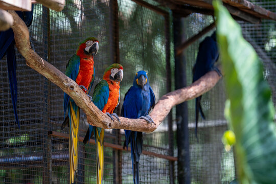 Colorful macaws including vibrant hybrid and hyacinth parrots perched together on a wooden branch inside an aviary
