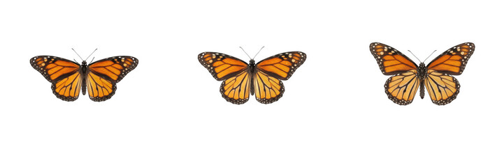 Obraz premium Vibrant Monarch Butterflies Isolated On White Background Set, Colorful Orange And Black Insects, Beautiful Pollinators PNG Elements For Commercial Design And Marketing
