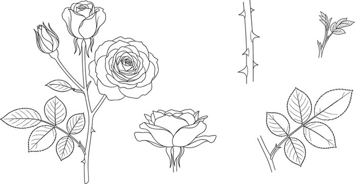 Detailed rose flower set vector line art illustration featuring blooms buds leaves and thorny stem design elements