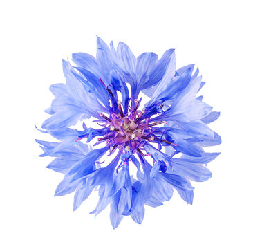 Blue cornflower blossom centered on white background, vivid macro detail,