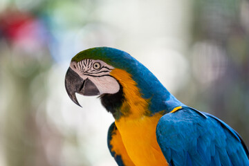 Detailed profile portrait of a vibrant blue-and-yellow macaw parrot with colorful plumage against a soft blurred background © Douglas Barbosa