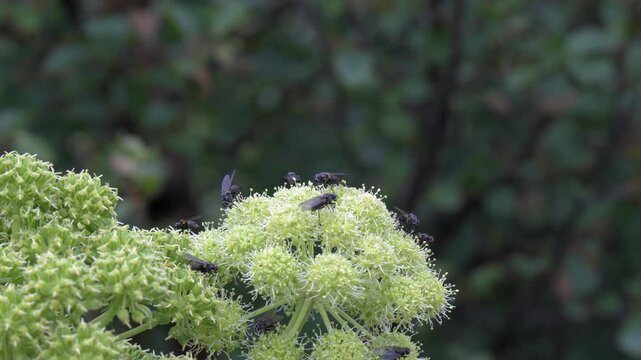 Flies Foraging on a Wild Umbellifer Flower in the Icelandic Countryside