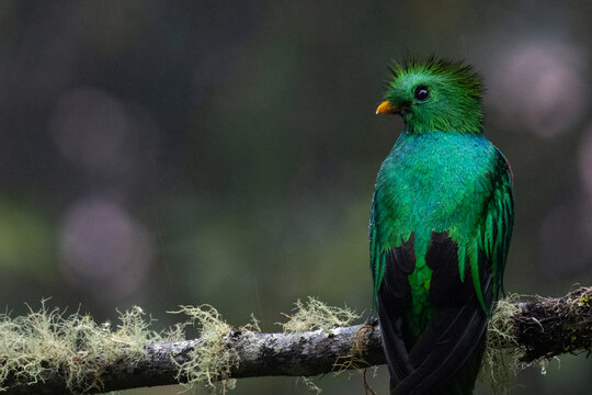 male quetzal bird in a rainforest in Panama