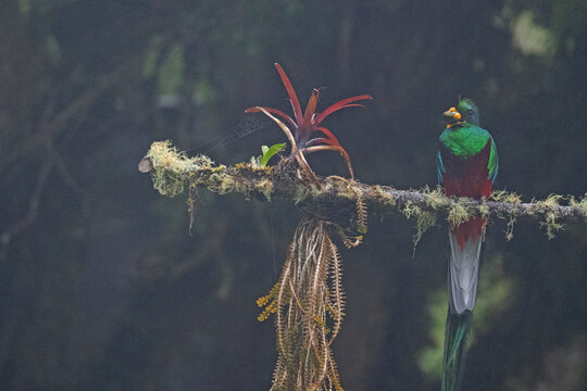 male quetzal bird in a rainforest in Panama