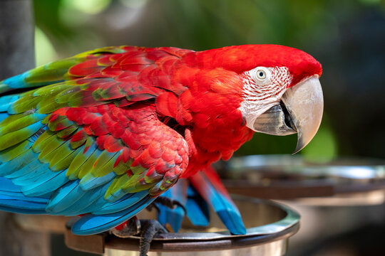 Close up shot of a vibrant green winged macaw parrot with colorful red green and blue feathers perched on a metal feeder against a soft green background