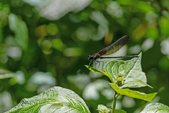 dragon-fly on a leaf in a rainforest in Panama