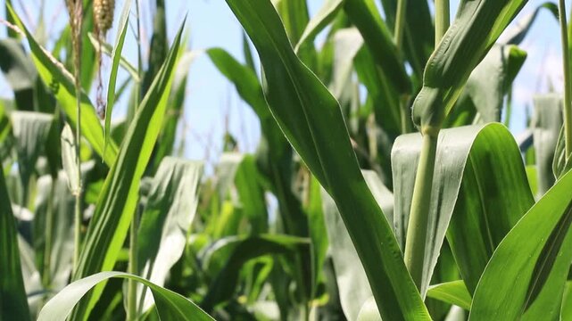 Fresh green maize plants growing in a corn field on a sunny summer day with fertile agricultural farmland