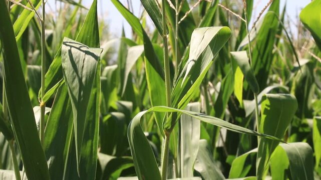 Fresh green maize plants growing in a corn field on a sunny summer day with fertile agricultural farmland