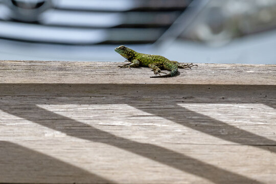 small lizard on a wooden board in Panama