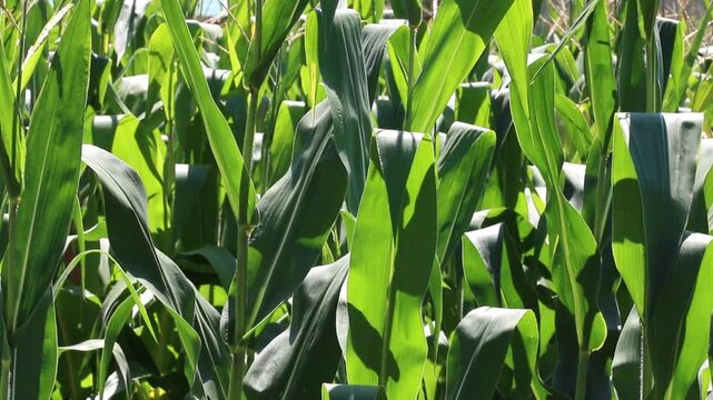 Fresh green maize plants growing in a corn field on a sunny summer day with fertile agricultural farmland