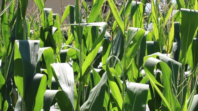Fresh green maize plants growing in a corn field on a sunny summer day with fertile agricultural farmland