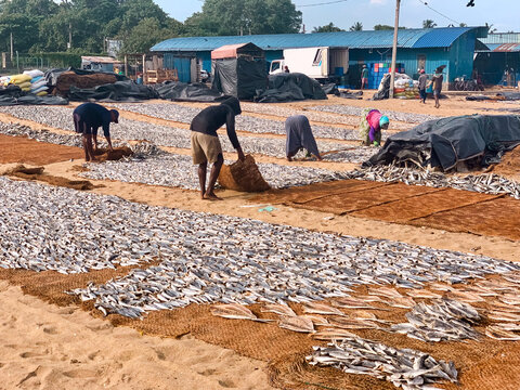 Sri Lanka - 19 April 2024: View of local workers drying fish on large mats spread across the sandy ground in a coastal area of Sri Lanka.