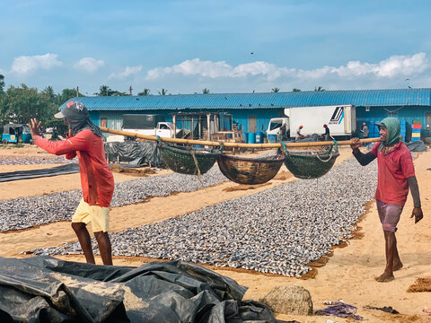 Sri Lanka - 19 April 2024: View of two fishermen carrying baskets of fish on a pole with rows of fish drying on the sand.