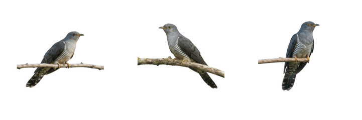 Fototapeta premium Common Cuckoos Perching On Wooden Branches Isolated On White Background Set, Wild Forest Birds And Wildlife Conservation, Nature Ornithology PNG Elements For Commercial Design And Marketing