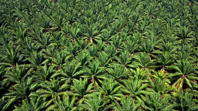 Aerial drone view of an oil palm plantation in Krabi, Thailand. Tropical agricultural landscape with neat rows of palm trees forming a lush green pattern.