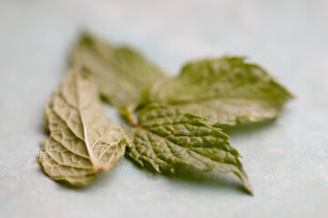 Macrophotography of mint leaves with copy space © heliopix
