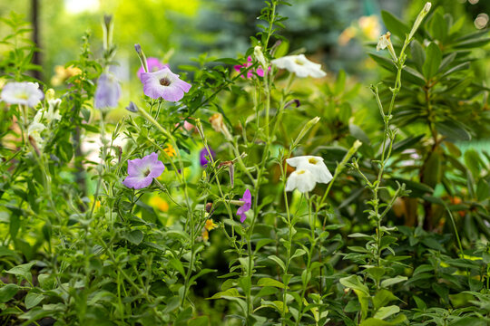 Purple and white petunias blooming in a lush garden. Purple and white petunias bloom among dense green foliage in a sunny summer garden.