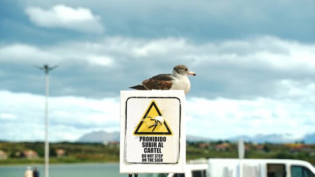 pajaro posando sobre letrero frente al mar 