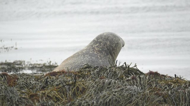 Harbour Seal Resting on Seaweed Covered Rocks on an Icelandic Shoreline