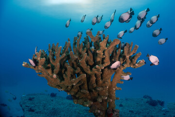 Damsel fish surround a tree coral in Kauai, Hawaii © Steve