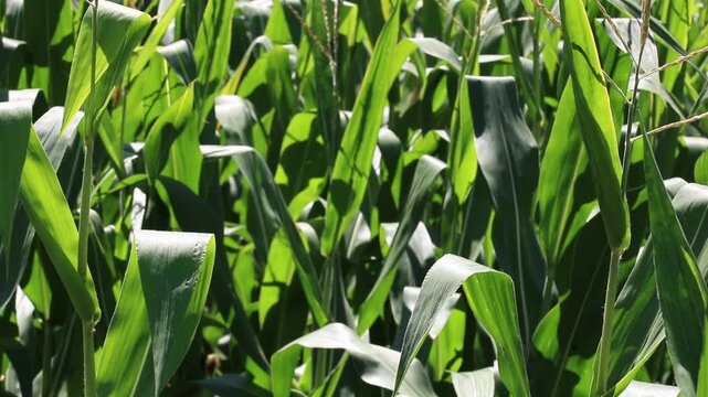 Fresh green maize plants growing in a corn field on a sunny summer day with fertile agricultural farmland