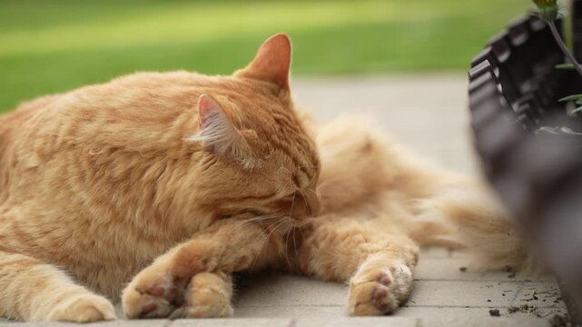 Adult ginger cat lying on concrete path and cleaning itself in garden. ginger tabby cat lies comfortably on a concrete pathway in the backyard of a countryside dacha, licking its paw and cleaning