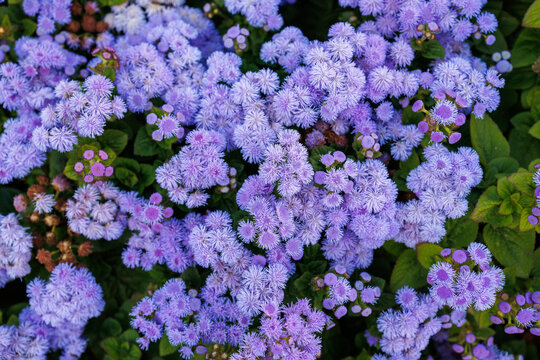 Dense Ageratum houstonianum flowers bloom with green foliage