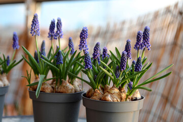 Fototapeta premium Potted Blue Grape Hyacinth Blossoms with Natural Stone Wall Creating Elegant Floral Home Decor Scene