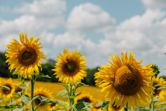 Sunflowers Blooming in Summer Countryside Landscape