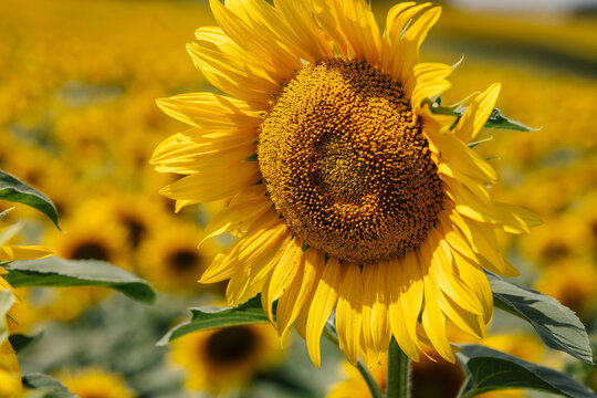 Sunflowers Blooming in Summer Countryside Landscape