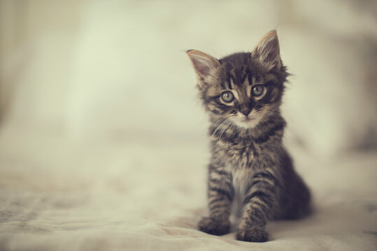 Close-up Portrait of a tabby kitten sitting on a bed