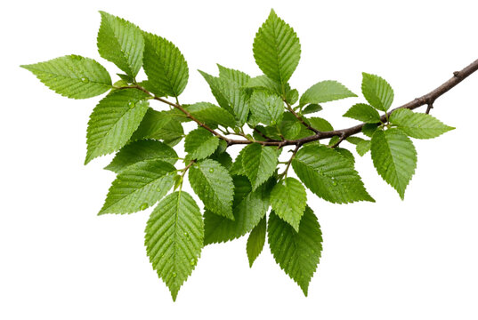 Fresh Green Elm Tree Branch Isolated On Transparent Background PNG