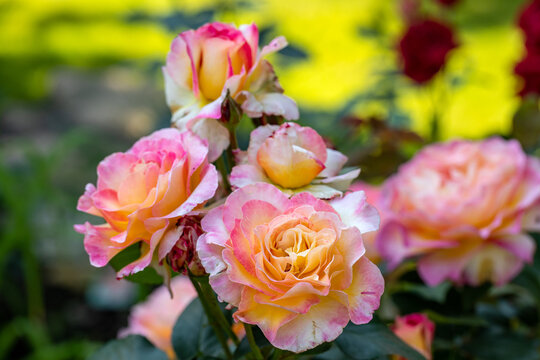 Blooming Rose Flowers in the Garden