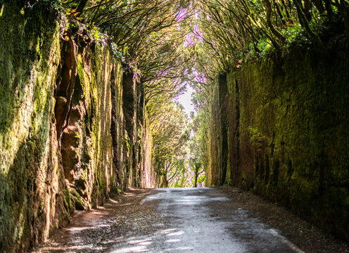 Forest road through Anaga Rural Park in Tenerife, Canary Islands, Spain