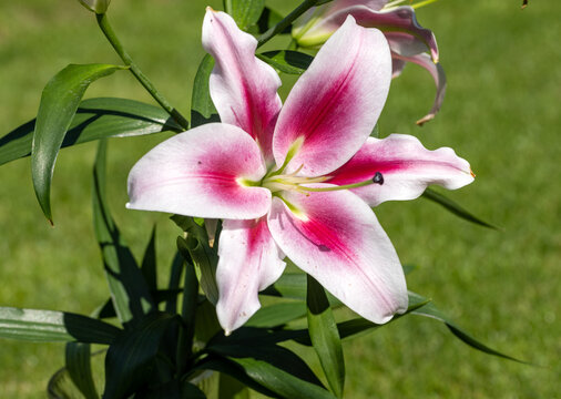 White and Red lily in the summer garden. Close-up of lily flowers.