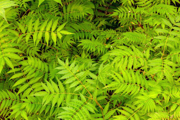 green leaves © Nature Photo