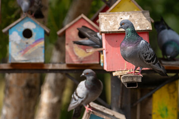 Karaganda Pigeons © Brendan