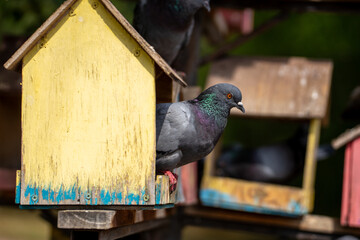 Karaganda Pigeons © Brendan