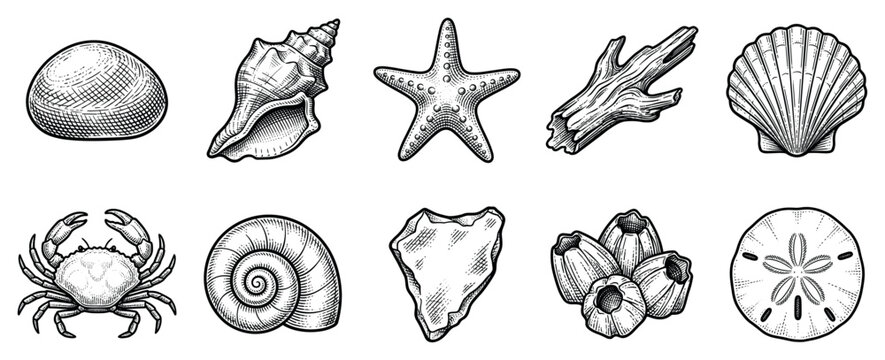 Sea life icons set. Ocean and beach elements concept. Includes pebble, conch shell, starfish, driftwood, scallop, crab, snail shell, sea glass, barnacles, sand dollar. Hand-drawn engraving