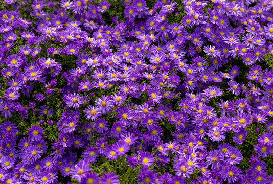 Alpine Aster violet or Aster alpinus. Decorative garden plants with purple flowers, blooming profusely into summer.