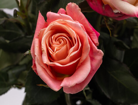 A bouquet of roses with two-colored petals in shades of cream and pink, the flowers are characterized by a light center and darker edges of the petals. They are often chosen as an elegant gift