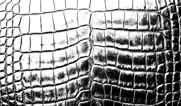 Macro texture of alligator or crocodile skin leather pattern with alligator crocodile background abstract monochrome