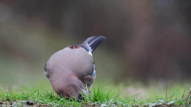 Eurasian jay.