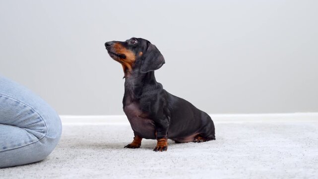 A black and tan dachshund dog lies on a carpet raising its paw then sits up attentively beside its owner in jeans, a concept of obedience training.