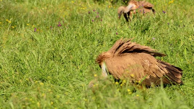Griffon vulture in the meadow of Extremadura in Spain