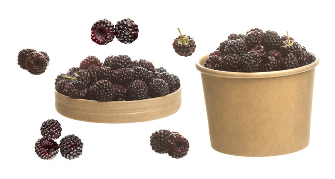 blackberries set with paper cup, paper tray, single berries solated on transparent background