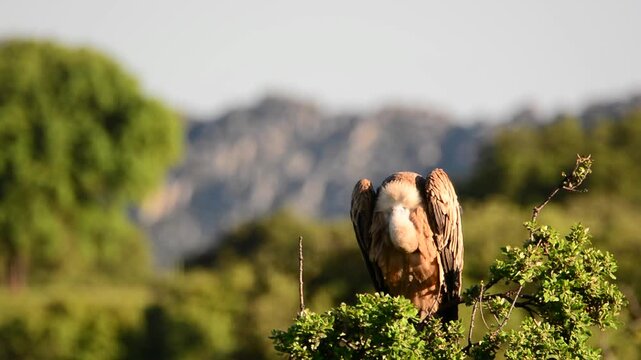 Griffon vulture in the meadow of Extremadura in Spain