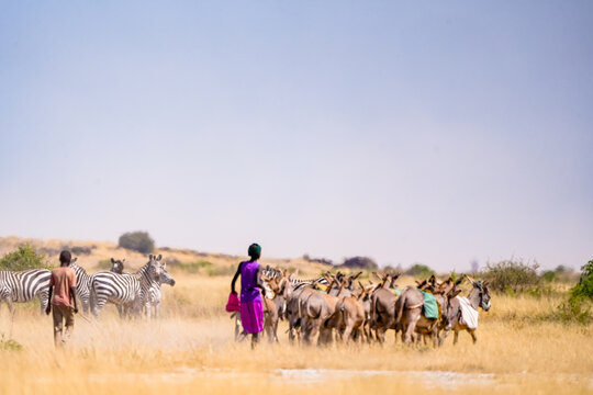 Kajiado County, Kenya - 26 June 2026: View of Maasai boys herding donkeys through the dry savanna of Amboseli National Park with zebras grazing in the background.