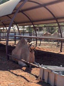 Camel resting under shade canopy in Australian outback farm