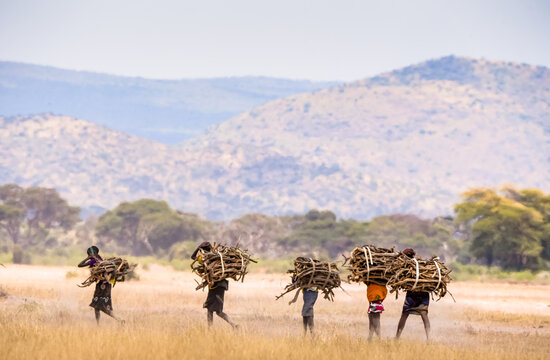 Kajiado County, Kenya - 25 June 2026: View of four women walking across the dry savanna carrying large bundles of firewood on their backs with mountains in the background.